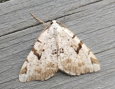 The V-Moth (Macaria wauaria)