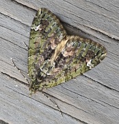 Red-green Carpet (Chloroclysta siterata)