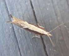 Honeysuckle Moth (Ypsolopha dentella)