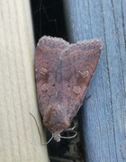 Barred Chestnut (Diarsia dahlii)