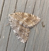 Autumnal Moth (Epirrita autumnata)