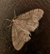 Winter Moth (Operophtera brumata)