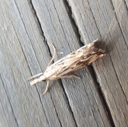 Chequered Grass-veneer (Catoptria falsella)