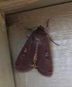 Large Yellow Underwing (Noctua pronuba)