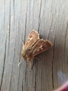 Antler Moth (Cerapteryx graminis)