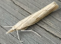 Barred Grass-veneer (Agriphila inquinatella)