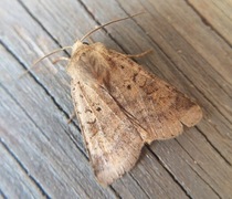 Small Square-spot (Diarsia rubi)