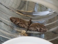 Augustdvergmåler (Eupithecia pusillata)