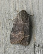 Lesser Yellow Underwing (Noctua comes)