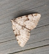 The V-Moth (Macaria wauaria)