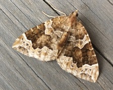 The Phoenix (Eulithis prunata)