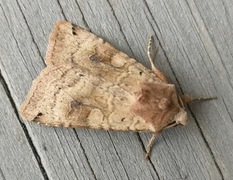 Dotted Clay (Xestia baja)