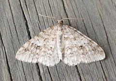Welsh Wave (Venusia cambrica)
