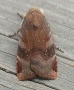 Lesser Broad-bordered Yellow (Noctua janthe)