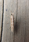 Diamond-back Moth (Plutella xylostella)