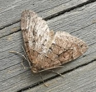 Chestnut-coloured Carpet (Thera cognata)