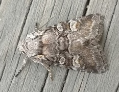 Rotstrekvierfly (Brachylomia viminalis)