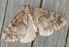 July Highflyer (Hydriomena furcata)