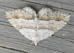 Linjelundmåler (Mesotype parallelolineata)