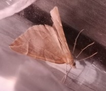 The Chevron (Eulithis testata)