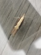 Honeysuckle Moth (Ypsolopha dentella)