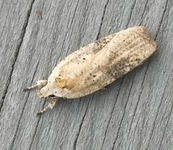 Agonopterix nervosa