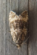 Common Marble (Celypha lacunana)