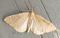 The Chevron (Eulithis testata)