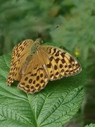 Keiserkåpe (Argynnis paphia)