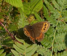 Fløyelsringvinge (Erebia ligea)