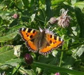 Neslesommerfugl (Aglais urticae)