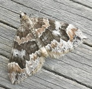 Dark Marbled Carpet (Dysstroma citrata)