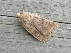 Barred Chestnut (Diarsia dahlii)
