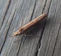 White-shouldered Smudge (Ypsolopha parenthesella)