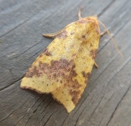 Pink-barred Sallow (Xanthia togata)