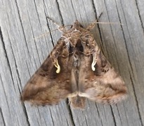 Gammafly (Autographa gamma)