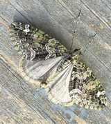 Red-green Carpet (Chloroclysta siterata)