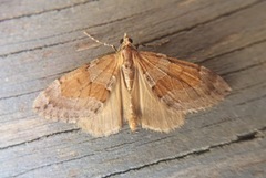 Grey Pine Carpet (Thera obeliscata)