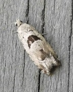 Small Birch Bell (Epinotia ramella)