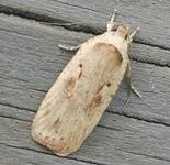 Agonopterix ocellana