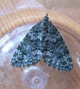 Autumn Green Carpet (Chloroclysta miata)