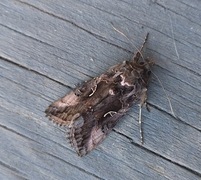 Gammafly (Autographa gamma)