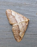 Dotted Border (Agriopis marginaria)