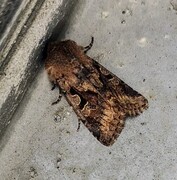Hebrew Character (Orthosia gothica)