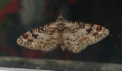 Double-striped Pug (Gymnoscelis rufifasciata)