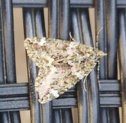 Red-green Carpet (Chloroclysta siterata)