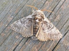 Nut-tree Tussock (Colocasia coryli)