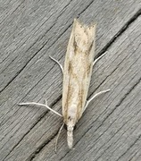 Barred Grass-veneer (Agriphila inquinatella)