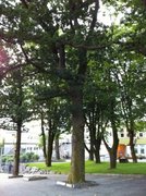 Oak (Quercus sp.)