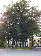 Oak (Quercus sp.)